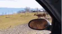 a deer is walking across a grassy field in front of a car window .