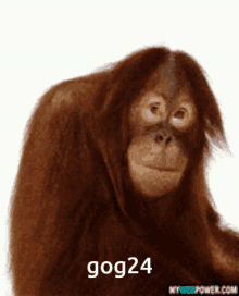 Gog24 Gog GIF - Gog24 Gog Monkey GIFs