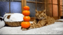 Orange Cat GIF - Orange Cat Sleep GIFs