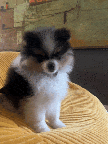 a small black and white dog is sitting on a yellow cushion