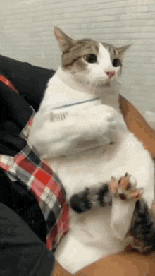 Cat Hug GIF