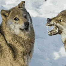 ugandan wolf meme by echoes and ugandan seal awkward wolf
