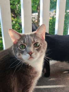 a gray and white cat with green eyes is looking at the camera