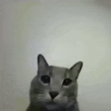 Paul Cat Meme GIF - Paul Cat Meme GIFs