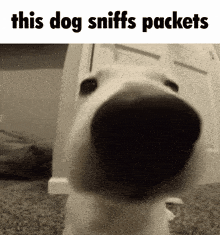 This Dog Sniffs Packets Packet Sniffer GIF - This Dog Sniffs Packets Dog Packet Sniffer GIFs