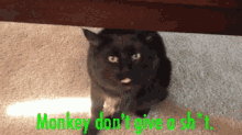 Monkey Does What He Wants. GIF - Cats Bitch Hater GIFs