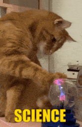 a cat is playing with a science display