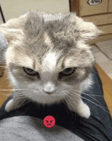 a cat is sitting on a person 's lap with a red angry face .