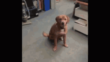 Dog Dont Tell Me What To Do GIF - Dog Dont Tell Me What To Do Not Impressed GIFs