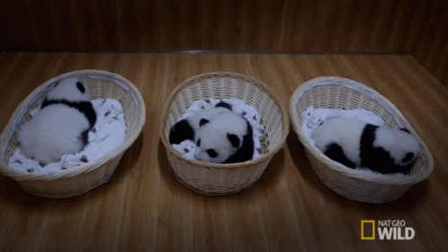 Aww Baby Panda Cubs! GIF - Nat Geo Nat Geo Wild Panda Babies - Descubre ...