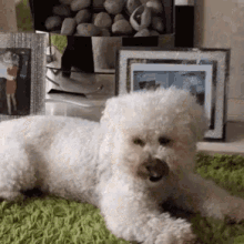 Daisy Dog Doggo GIF - Daisy Dog Doggo Cute Dog GIFs