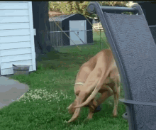 Hello Heythere GIF - Hello Heythere Dogs GIFs