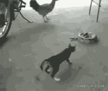 Cat Chicken GIF - Cat Chicken Animals GIFs