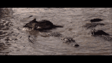 Alligator Indiana Jones GIF - Alligator Indiana Jones Temple Of Doom GIFs