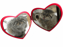 a pair of heart shaped mirrors with a cat reflection