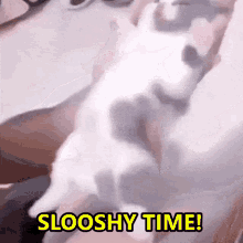 Slooshy Time Slooshy Cat GIF - Slooshy Time Slooshy Cat Wiggly Cat GIFs