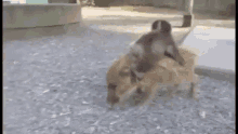 Pig Lets Ride GIF - Pig Lets Ride Monkey GIFs
