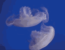 Jellyfish Marine Life GIF - Jellyfish Marine Life Ocean GIFs