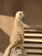 Merkat Hogle Zoo GIF - Merkat Hogle Zoo GIFs