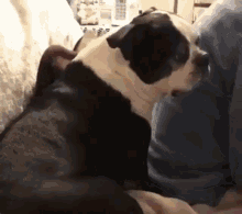 Dog Touch GIF - Dog Touch Panic GIFs