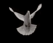 Dove Flying GIF
