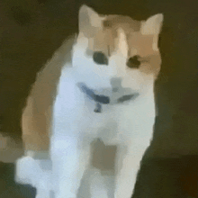 a brown and white cat with a collar is standing in front of a black background .