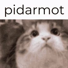 Pidarmot Fehnasio GIF - Pidarmot Fehnasio Pidarmot Cheetas GIFs