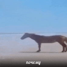 a blurry picture of a horse running on the beach