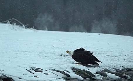 eagles-eagle-fight.gif