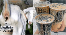 Milk Tea Goat Tea GIF - Milk Tea Goat Tea GIFs
