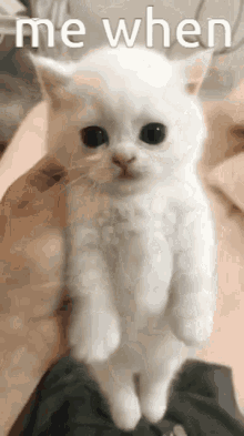 Cat Yes GIF