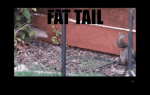 Fattail Backyardsquirrelympics GIF - Fattail Backyardsquirrelympics Markrober GIFs