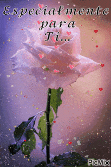 a pink rose with the words especialmente para ti