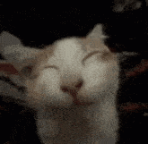 Cat Smile GIF - Cat Smile Hehe GIFs