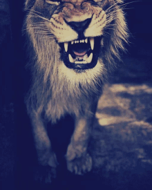 Lion Fierce GIF - Lion Fierce Sassy GIFs