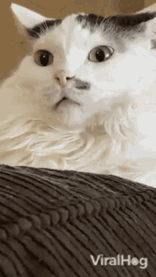Cat Viralhog GIF - Cat Viralhog Blank Stare GIFs