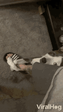 Clingy Dog Dont Leave Me GIF - Clingy Dog Dont Leave Me Dont Go GIFs