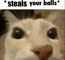 Steals Your Balls GIF - Steals Your Balls Cat GIFs