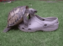 Shoes Turtle GIF - Shoes Turtle Animal GIFs