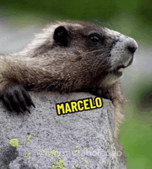 Marcelo Marcesec GIF - Marcelo Marc Marcesec GIFs
