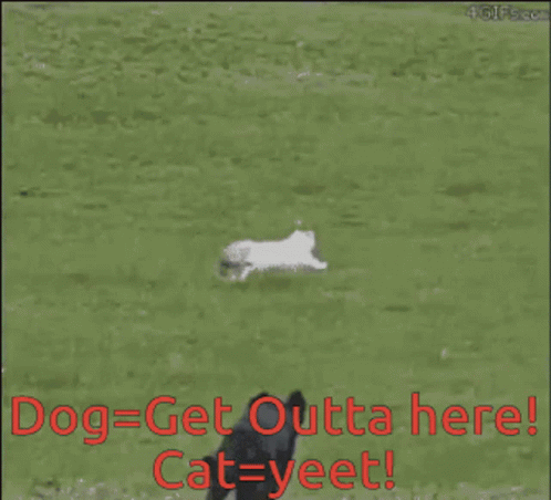 dissapointed-dog-cat-yeets-over-death-fence.gif
