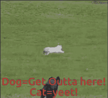 Dissapointed Dog Cat Yeets Over Death Fence GIF
