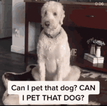 Canipetthatdog That Dog GIF - Canipetthatdog That Dog Pet Dog GIFs