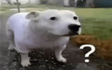 a white dog is standing next to a question mark .