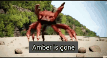 amber heard johnny depp crab dance