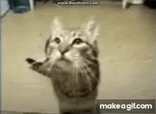 a cat is standing on its hind legs in a room looking up at the camera .