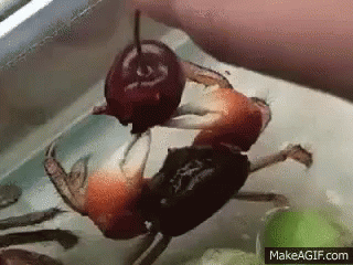 Crab Cherry GIF - Crab Cherry Hungry - Discover & Share GIFs