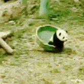Baby Panda Panda Play GIF - Baby Panda Panda Play Panda Cute GIFs