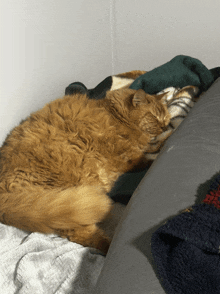 a fluffy orange cat is sleeping on a bed next to a green blanket