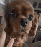 a close up of a dog 's face with a person 's finger pointing